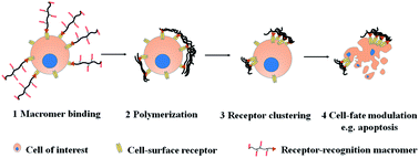 Graphical abstract: Cyto-friendly polymerization at cell surfaces modulates cell fate by clustering cell-surface receptors
