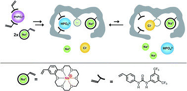 Graphical abstract: High salt compatible oxyanion receptors by dual ion imprinting