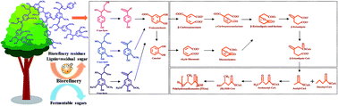 Graphical abstract: Cooperative valorization of lignin and residual sugar to polyhydroxyalkanoate (PHA) for enhanced yield and carbon utilization in biorefineries