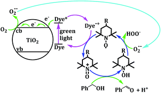 Graphical abstract: Cooperative photocatalytic selective aerobic oxidation of alcohols on anatase TiO2