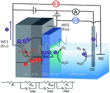 Graphical abstract: Operando electrochemical study of charge carrier processes in water splitting photoanodes protected by atomic layer deposited TiO2