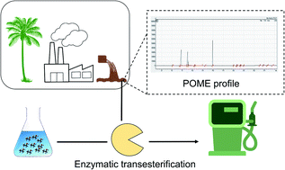Graphical abstract: Lipase-catalyzed ethanolysis for biodiesel production of untreated palm oil mill effluent