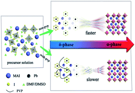 Graphical abstract: Enhanced perovskite crystallization by the polyvinylpyrrolidone additive for high efficiency solar cells