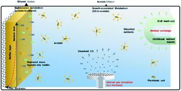 Graphical abstract: Gas circulation rate and medium exchange ratio as influential factors affecting ethanol production in carbon monoxide fermentation using a packed-bed reactor