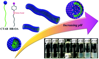 Graphical abstract: Responsive morphology transition from micelles to vesicles based on dynamic covalent surfactants