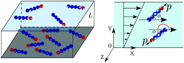 Graphical abstract: Behavior of active filaments near solid-boundary under linear shear flow