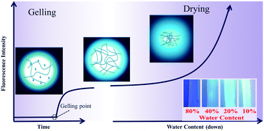 Graphical abstract: Autofluorescence of hydrogels without a fluorophore