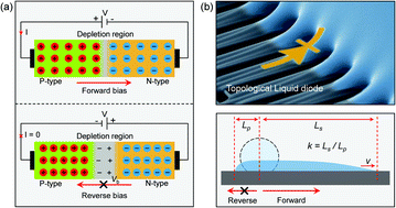 Graphical abstract: Designing biomimetic liquid diodes