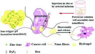 Graphical abstract: In situ hydrogelation of forky peptides in prostate tissue for drug delivery