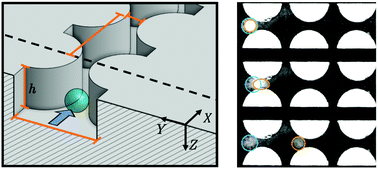 Graphical abstract: Cooperative size sorting of deformable particles in porous media