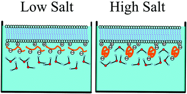 Graphical abstract: The electric double layer structure modulates poly-dT25 conformation and adsorption kinetics at the cationic lipid bilayer interface