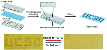 Graphical abstract: Programmable actuation of liquid crystal elastomers via “living” exchange reaction