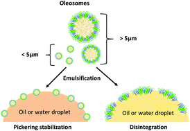 Graphical abstract: The behaviour of sunflower oleosomes at the interfaces