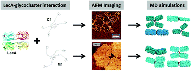 Graphical abstract: Deciphering multivalent glycocluster–lectin interactions through AFM characterization of the self-assembled nanostructures