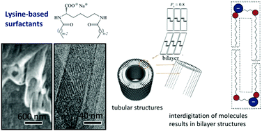 Graphical abstract: Temperature-responsive self-assembled nanostructures from lysine-based surfactants with high chain length asymmetry: from tubules and helical ribbons to micelles and vesicles