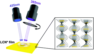 Graphical abstract: Light-regulated molecular diffusion in a liquid crystal network