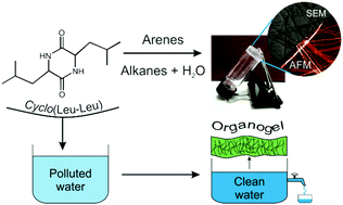 Graphical abstract: Role of water in the formation of unusual organogels with cyclo(leucyl–leucyl)