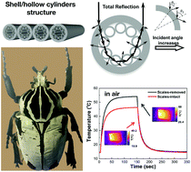 Graphical abstract: Broadband omnidirectional light reflection and radiative heat dissipation in white beetles Goliathus goliatus