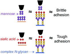 Graphical abstract: Complex-type N-glycans on VSV-G pseudotyped HIV exhibit ‘tough’ sialic and ‘brittle’ mannose self-adhesions