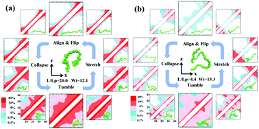 Graphical abstract: Understanding conformational and dynamical evolution of semiflexible polymers in shear flow