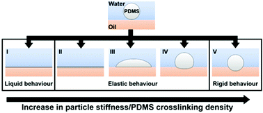 Graphical abstract: Deformation of soft particles with controlled elasticity by liquid–liquid interfacial tension