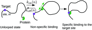 Graphical abstract: Facilitation of DNA loop formation by protein–DNA non-specific interactions