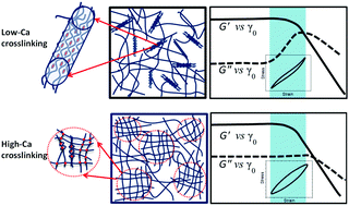 Graphical abstract: Dissipation and strain-stiffening behavior of pectin–Ca gels under LAOS