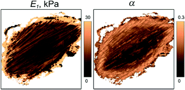 Graphical abstract: Viscoelastic mapping of cells based on fast force volume and PeakForce Tapping