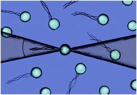 Graphical abstract: Particle-resolved lattice Boltzmann simulations of 3-dimensional active turbulence