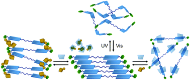 Graphical abstract: Multiple modulations for supramolecular hydrogels of bola-form surfactants bearing rigid and flexible groups