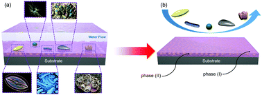 Graphical abstract: Stress-localized durable anti-biofouling surfaces