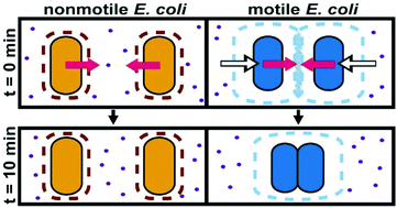 Graphical abstract: Interplay of motility and polymer-driven depletion forces in the initial stages of bacterial aggregation