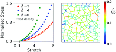 Graphical abstract: Relative contributions of chain density and topology to the elasticity of two-dimensional polymer networks