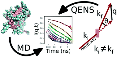 Graphical abstract: Assessment of molecular dynamics simulations for amorphous poly(3-hexylthiophene) using neutron and X-ray scattering experiments