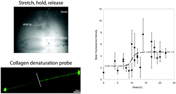 Graphical abstract: Assessing collagen fibrils molecular damage after a single stretch–release cycle