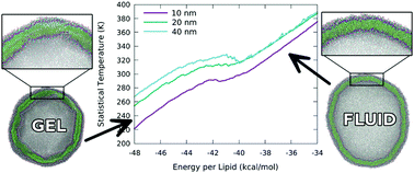 Graphical abstract: Simulation of fluid/gel phase equilibrium in lipid vesicles