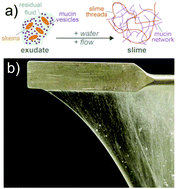 Graphical abstract: Structure and dynamics of hagfish mucin in different saline environments