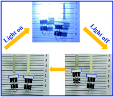 Graphical abstract: Photo actuation of liquid crystalline elastomer nanocomposites incorporated with gold nanoparticles based on surface plasmon resonance
