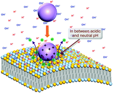 Graphical abstract: Protonation-induced pH increase at the triblock copolymer micelle interface for transient membrane permeability at neutral pH