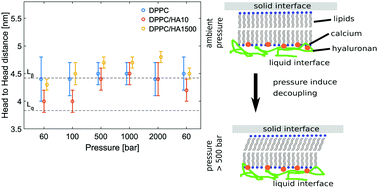 Graphical abstract: Influence of high hydrostatic pressure on solid supported DPPC bilayers with hyaluronan in the presence of Ca2+ ions