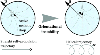Graphical abstract: Orientational instability and spontaneous rotation of active nematic droplets