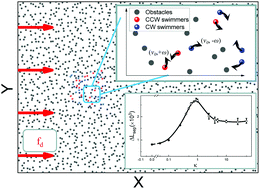 Graphical abstract: Disordered hyperuniform obstacles enhance sorting of dynamically chiral microswimmers