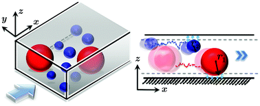 Graphical abstract: Deposition kinetics of bi- and tridisperse colloidal suspensions in microchannels under the van der Waals regime