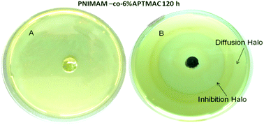 Graphical abstract: Highly effective antimicrobial nanocomposites based on hydrogel matrix and silver nanoparticles: long-lasting bactericidal and bacteriostatic effects