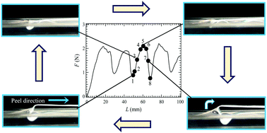 Graphical abstract: Unsteady peeling accompanied by oscillations of adhesive tape from a soft adherend