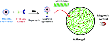 Graphical abstract: Self-assembly of magnetically-functionalized molecular motors and microtubules into active gels