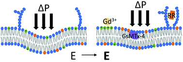 Graphical abstract: Mechanosensitive ion channel inhibitors promote the stiffening of the plasma membrane of mouse sensory neurons