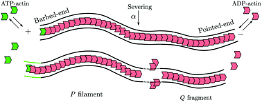 Graphical abstract: Stress relaxation in F-actin solutions by severing