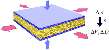 Graphical abstract: Mechanical properties of lipid bilayers: a note on the Poisson ratio