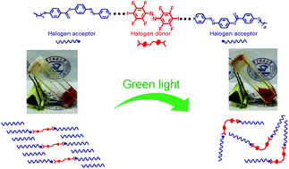 Graphical abstract: Visible light-triggered gel-to-sol transition in halogen-bond-based supramolecules